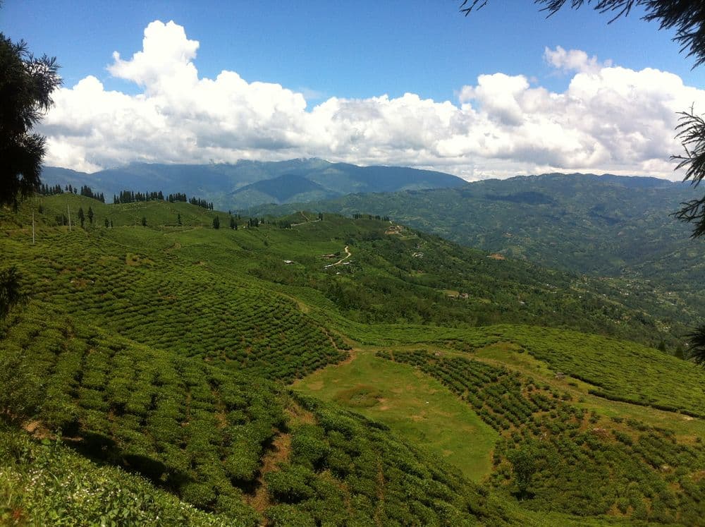 Kanyam Tea Gardens